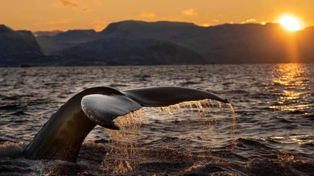 How close to shore do the whales go
