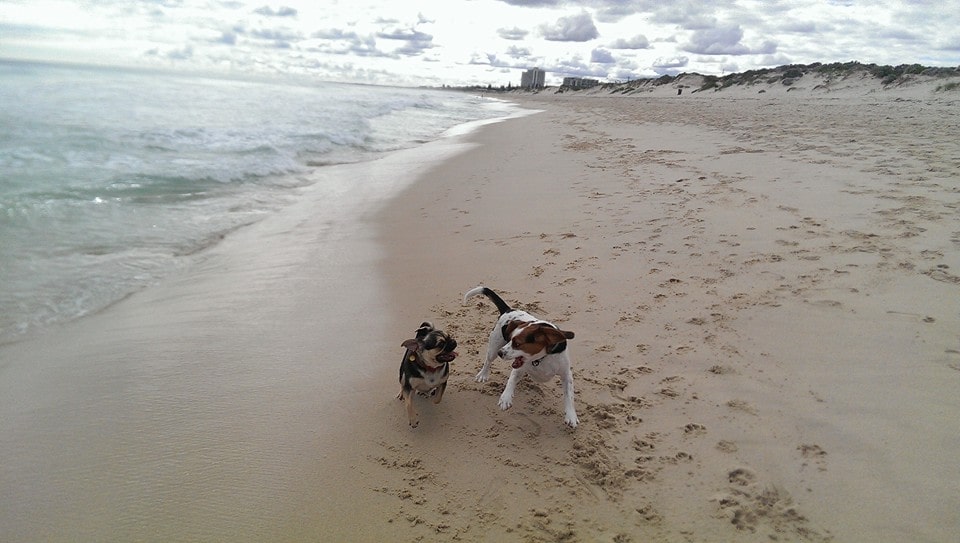 Peasholm Dog Beach at Floreat