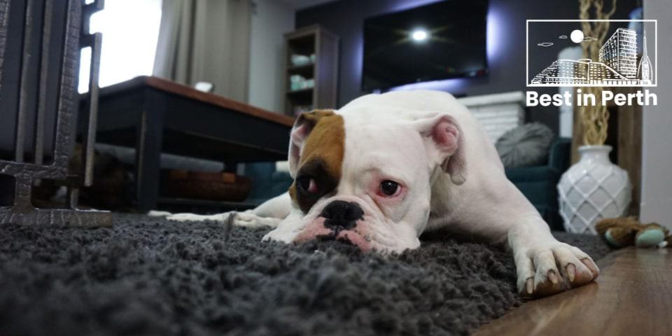 The 5 Best Carpet Cleaning Companies in Perth