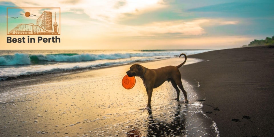 Top 5 Dog Beaches in Perth for Summer
