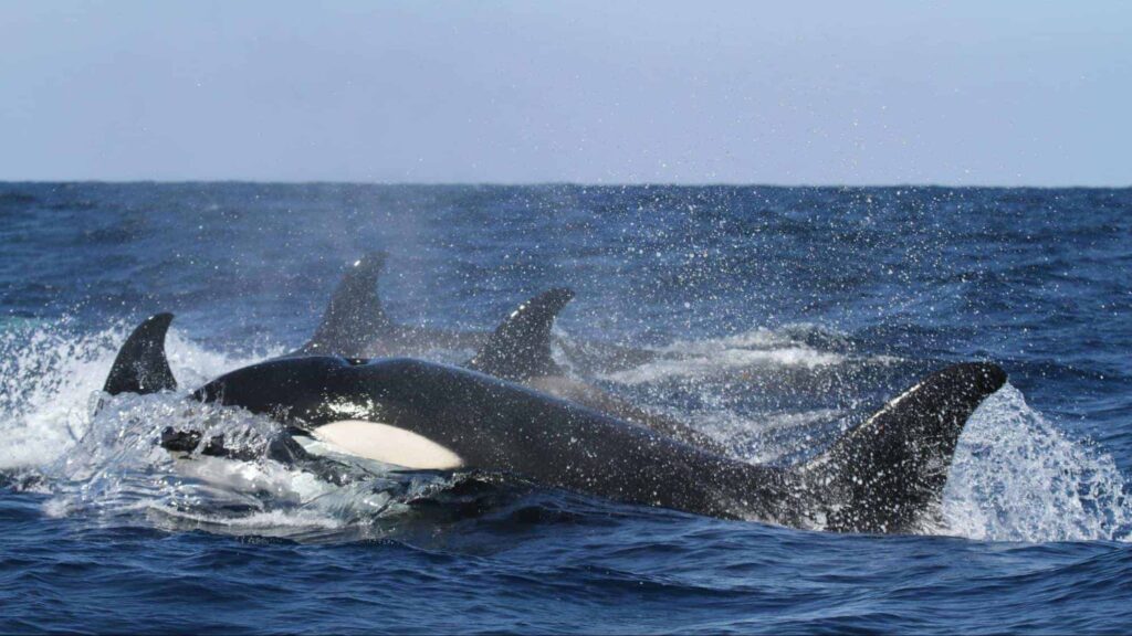 Whale Watching Perth