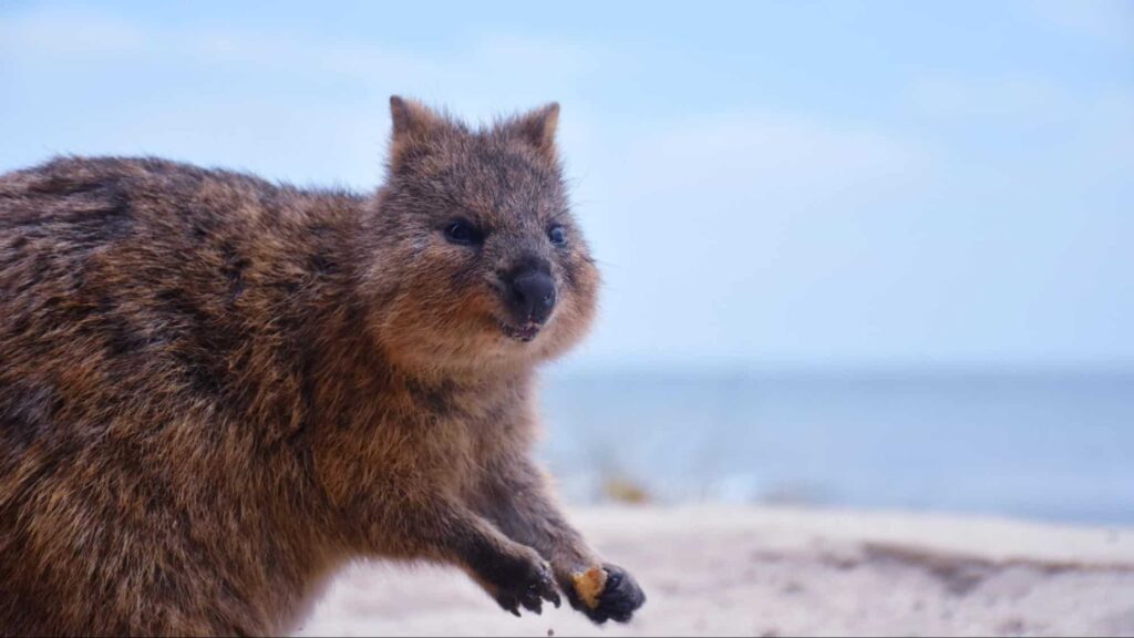 Marsupials inspired the name of Perth’s most popular holiday island