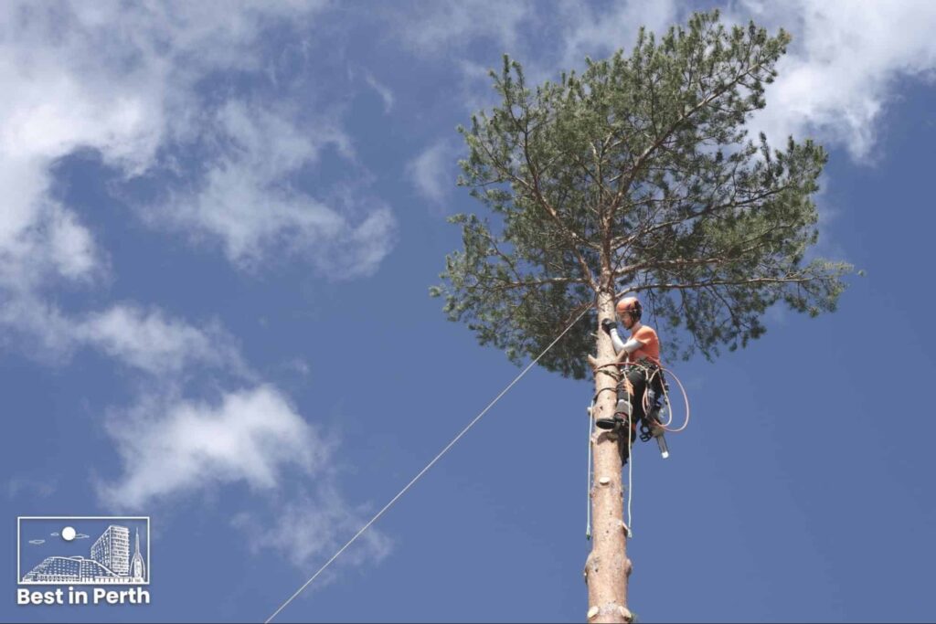 Top 5 Tree Removal Services in Perth