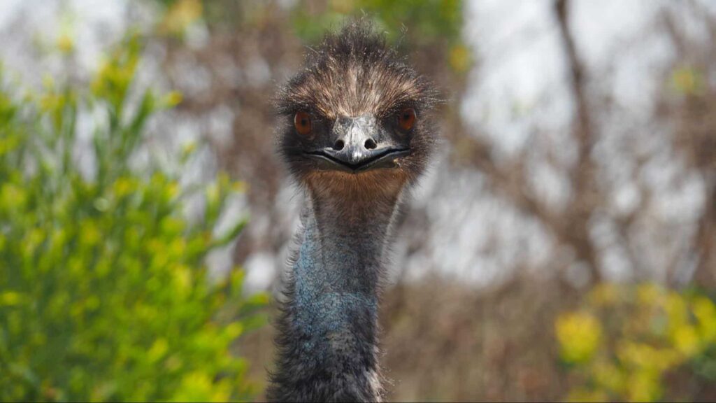 Western Australia fought a war against Emus…and lost