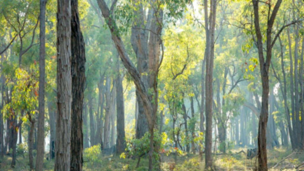 Discover Wildlife at the Karakamia Wildlife Sanctuary