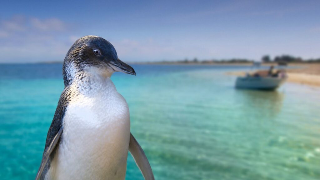 Visit the Penguin Island