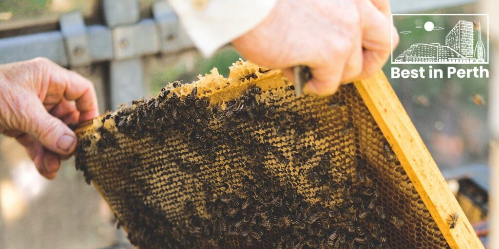 The 5 Best Bee Removal Services in Perth's Homepage
