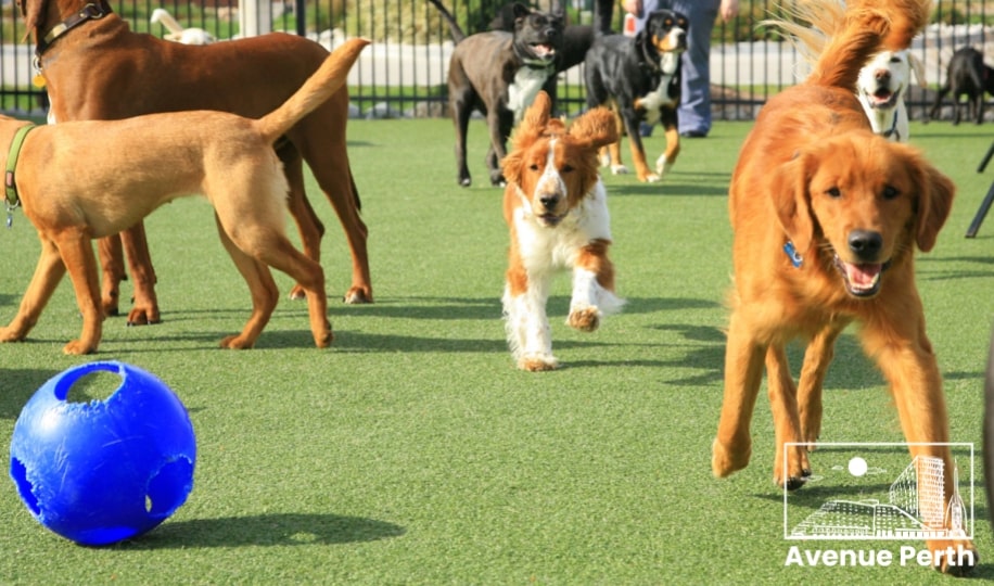 The 5 Best Dog Daycares in Perth for Our Furbabies's Homepage