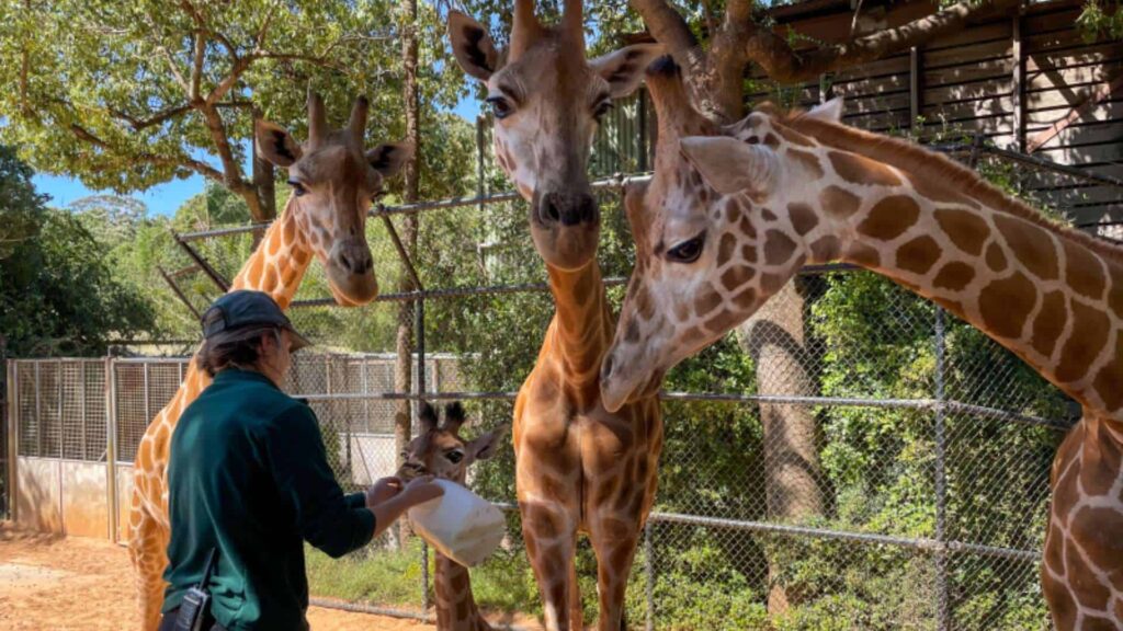 Hang Out at Perth Zoo