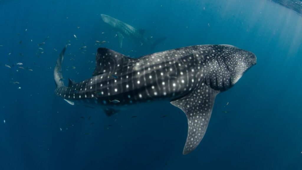 Swim with Whales at Ningaloo Marine Park
