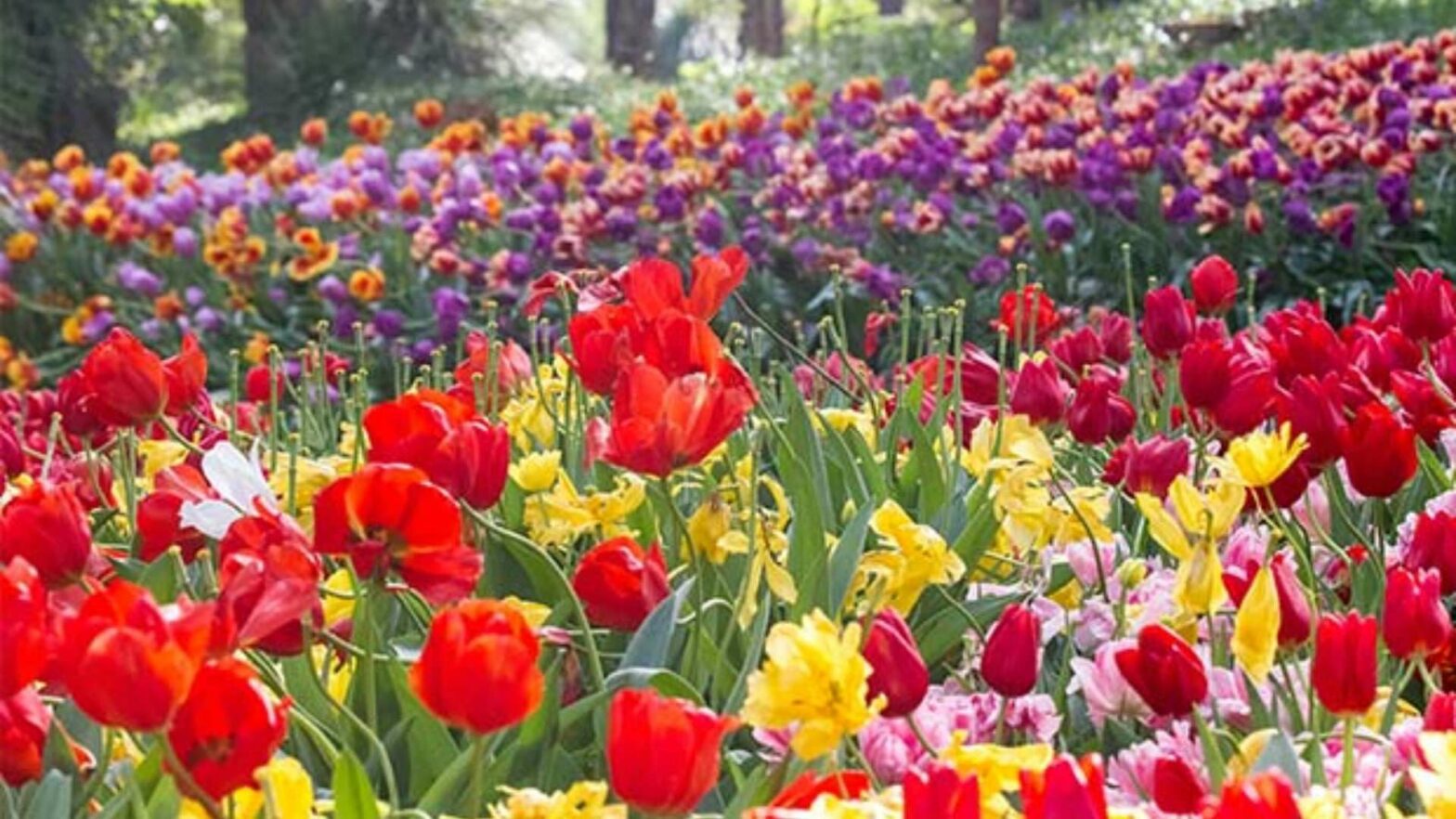 What to See and Do in Perth During Spring [2025]
