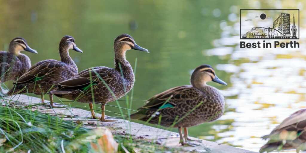 Things to Do in Spring in Perth