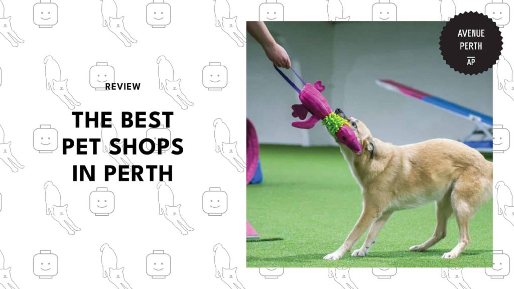 Dogs to Geckos Top Pet Shops in Perth for All Types of Pets