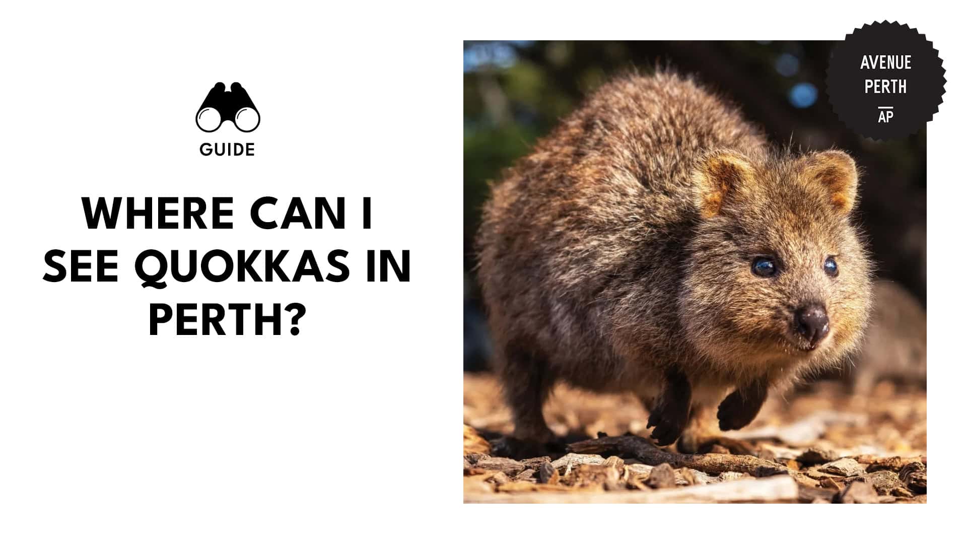 running-quokka