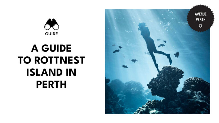 See cuddly and aquatic gems with this Rottnest Island guide! [2026]