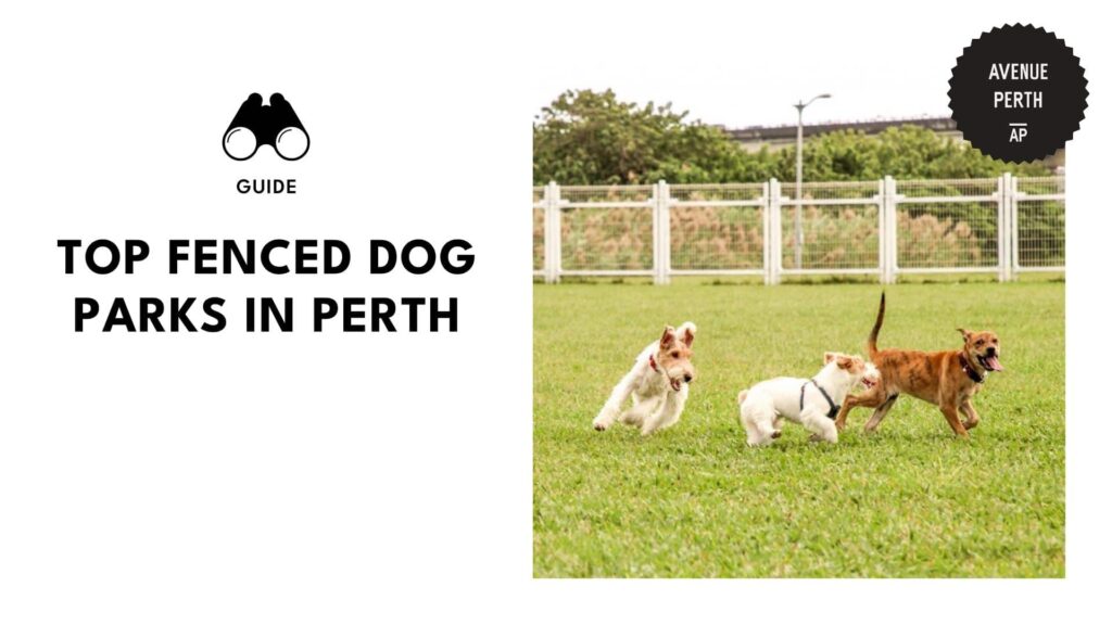 fenced-dog-parks-in-perth