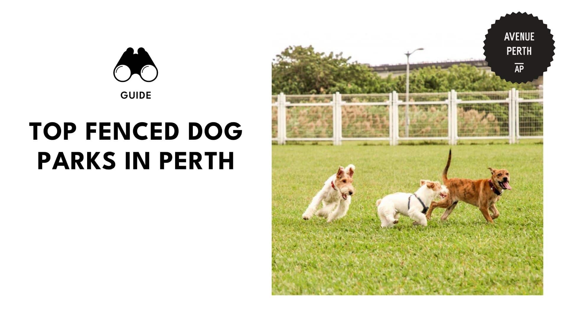 fenced-dog-parks-in-perth