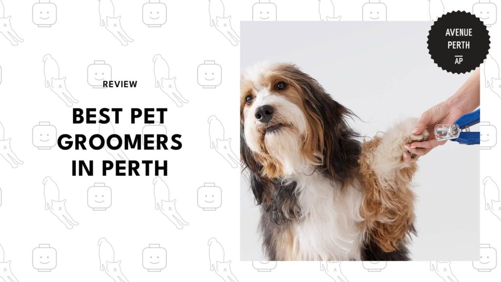 pet-grooming-salons-in-perth