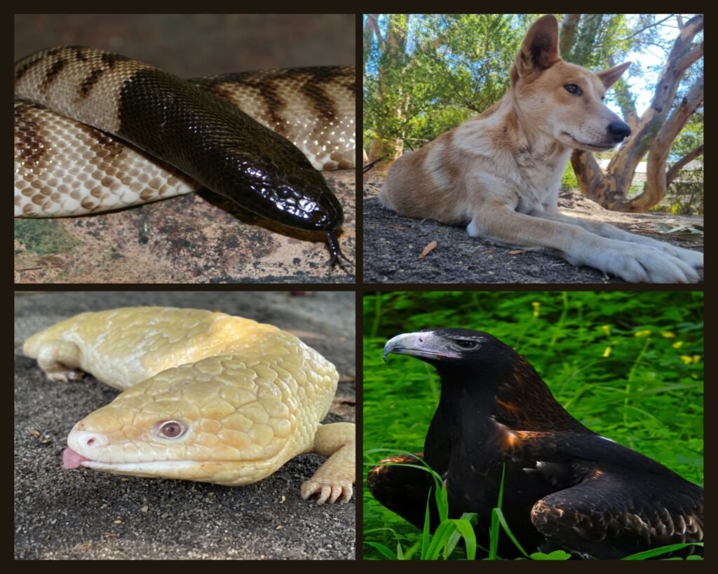 Armadale Reptile Centre